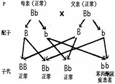 苯丙氨酸與酪氨酸代謝途徑解析 白化病與苯丙酮尿癥的酶缺乏機(jī)制